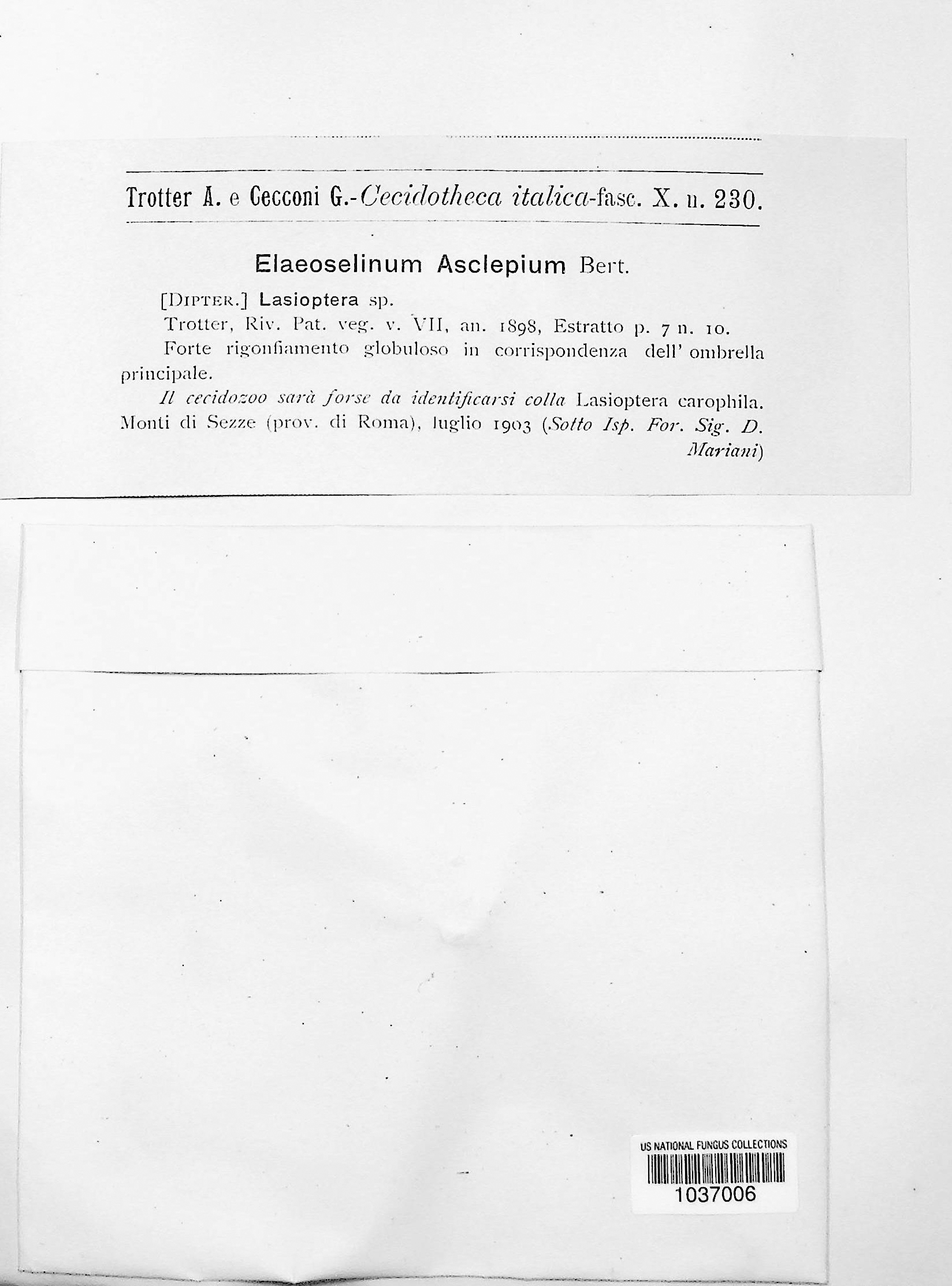Lasioptera